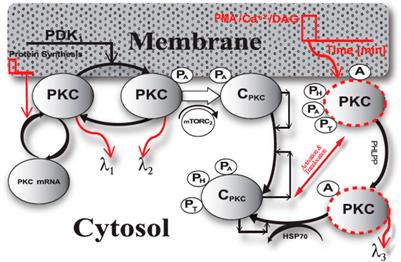 Protein Kinase C Life Cycle: Explained Through Systems Biology Approach